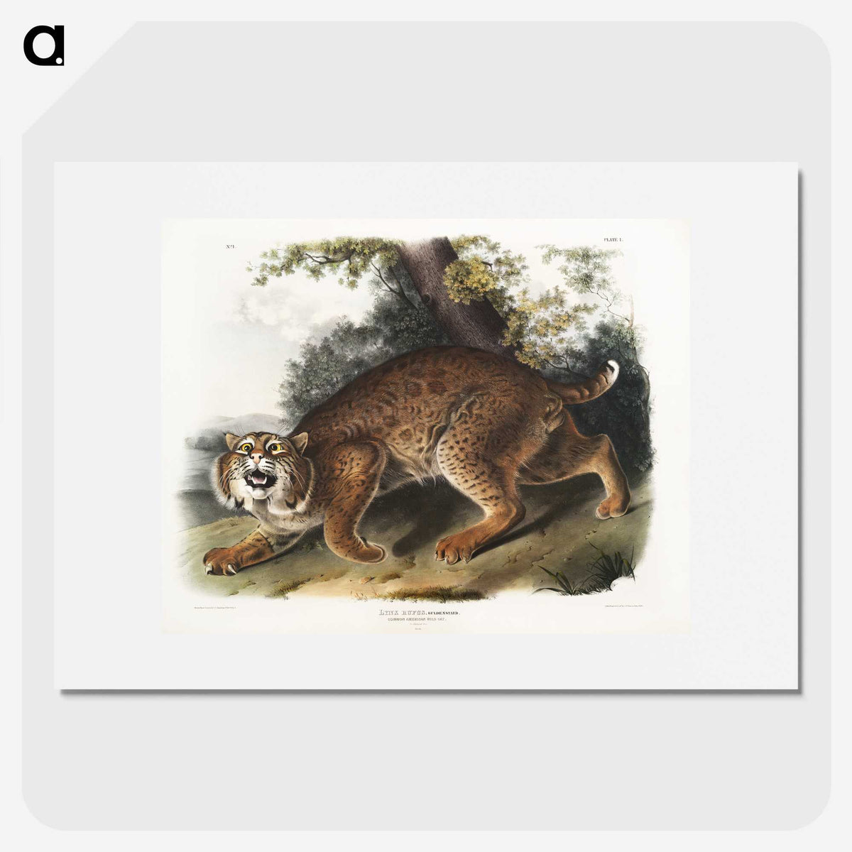 1-15_The-Viviparous-Quadrupeds_picture