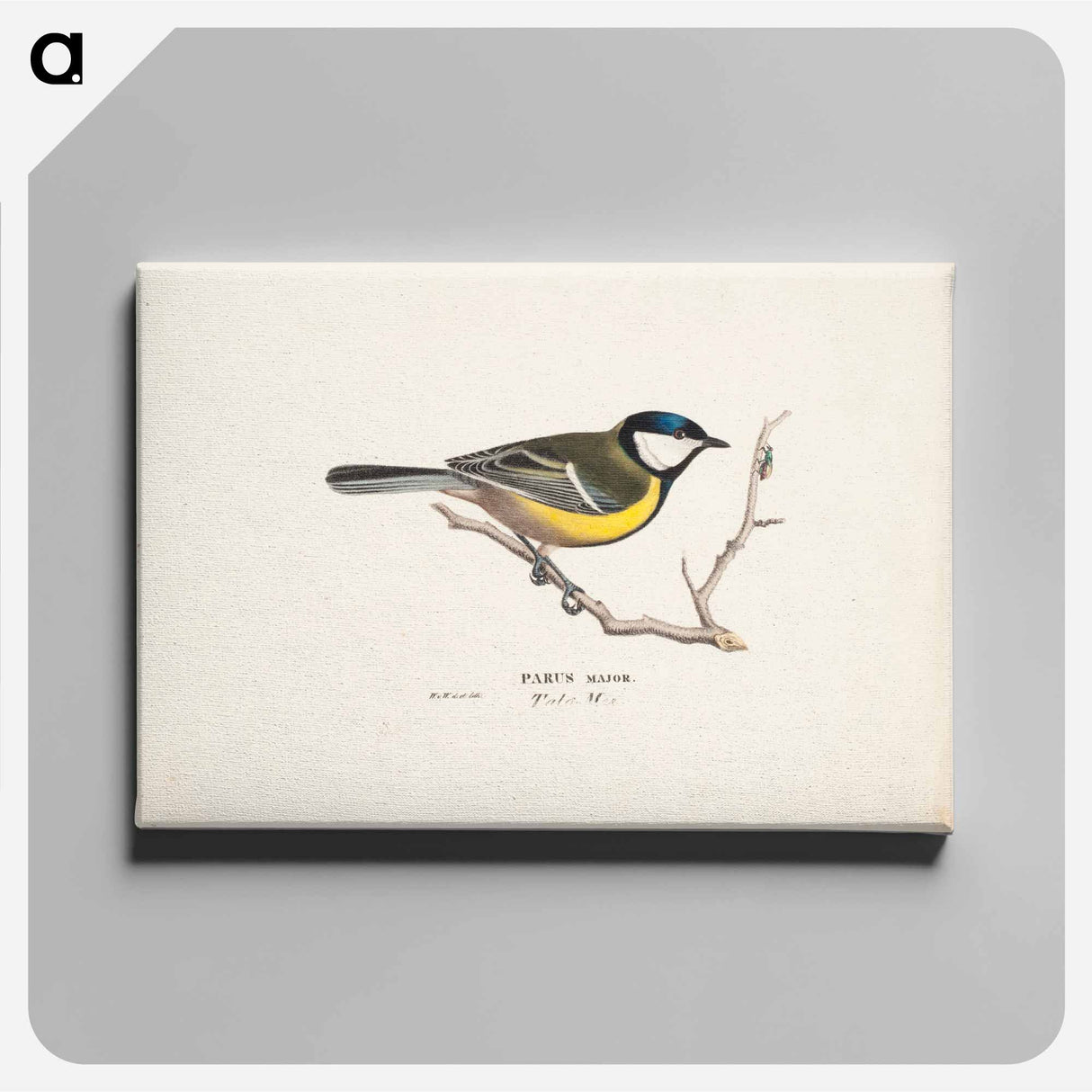 Great tit - ヴィルヘルム フォン ライト Canvas.
