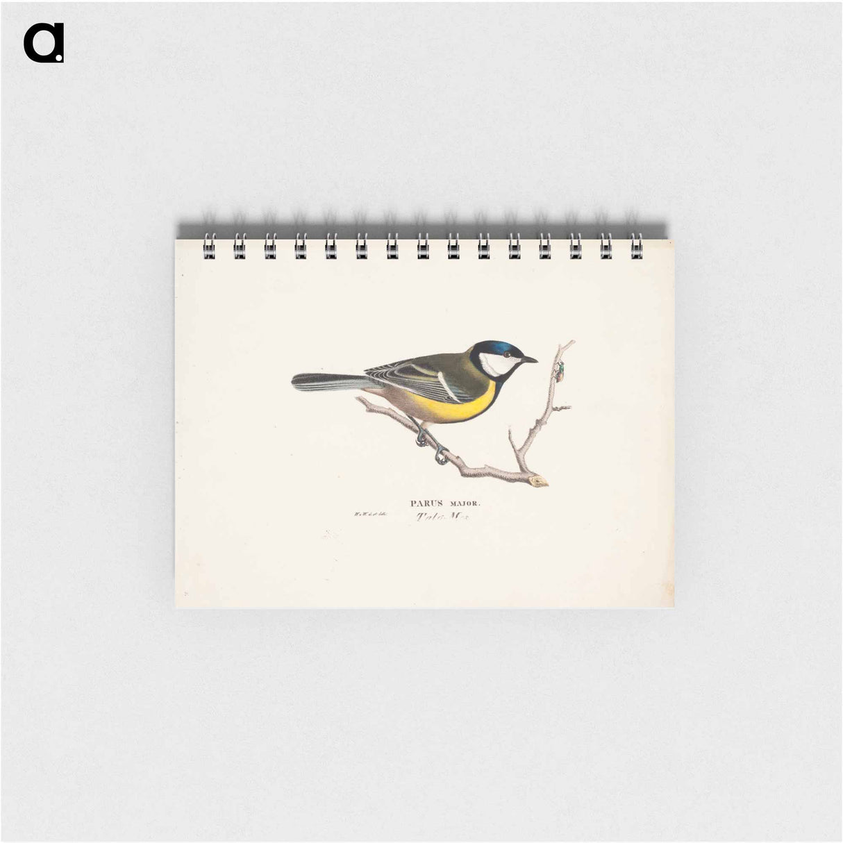 Great tit - ヴィルヘルム フォン ライト Memo.