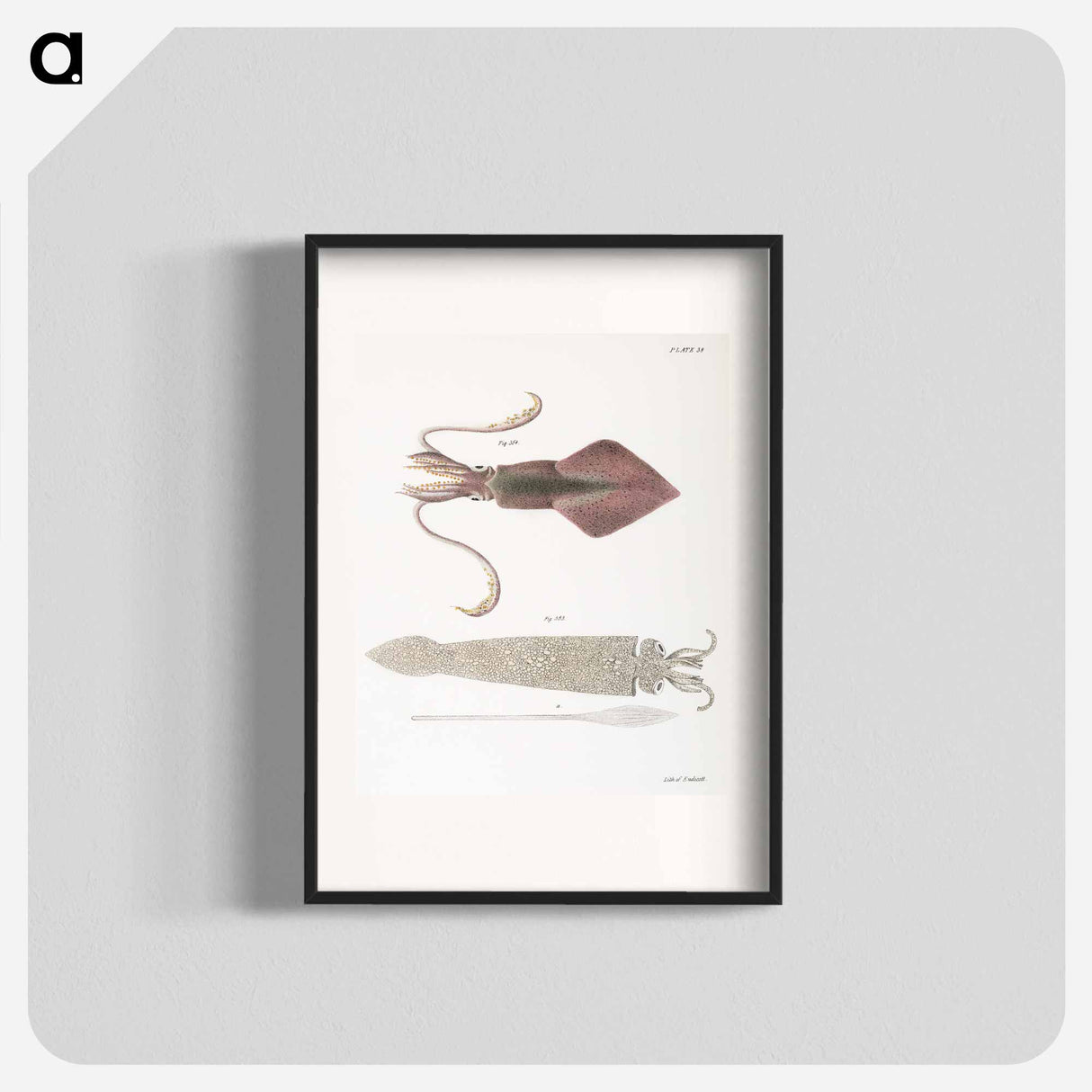 Glass squid (Loligo pavo) Longfin inshore squid (Loligo pealii) illustration from Zoology of New York by James Ellsworth De Kay - ニューヨークの動物学 Poster.