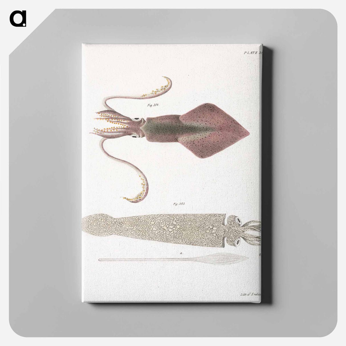 Glass squid (Loligo pavo) Longfin inshore squid (Loligo pealii) illustration from Zoology of New York by James Ellsworth De Kay - Zoology of New York Canvas.