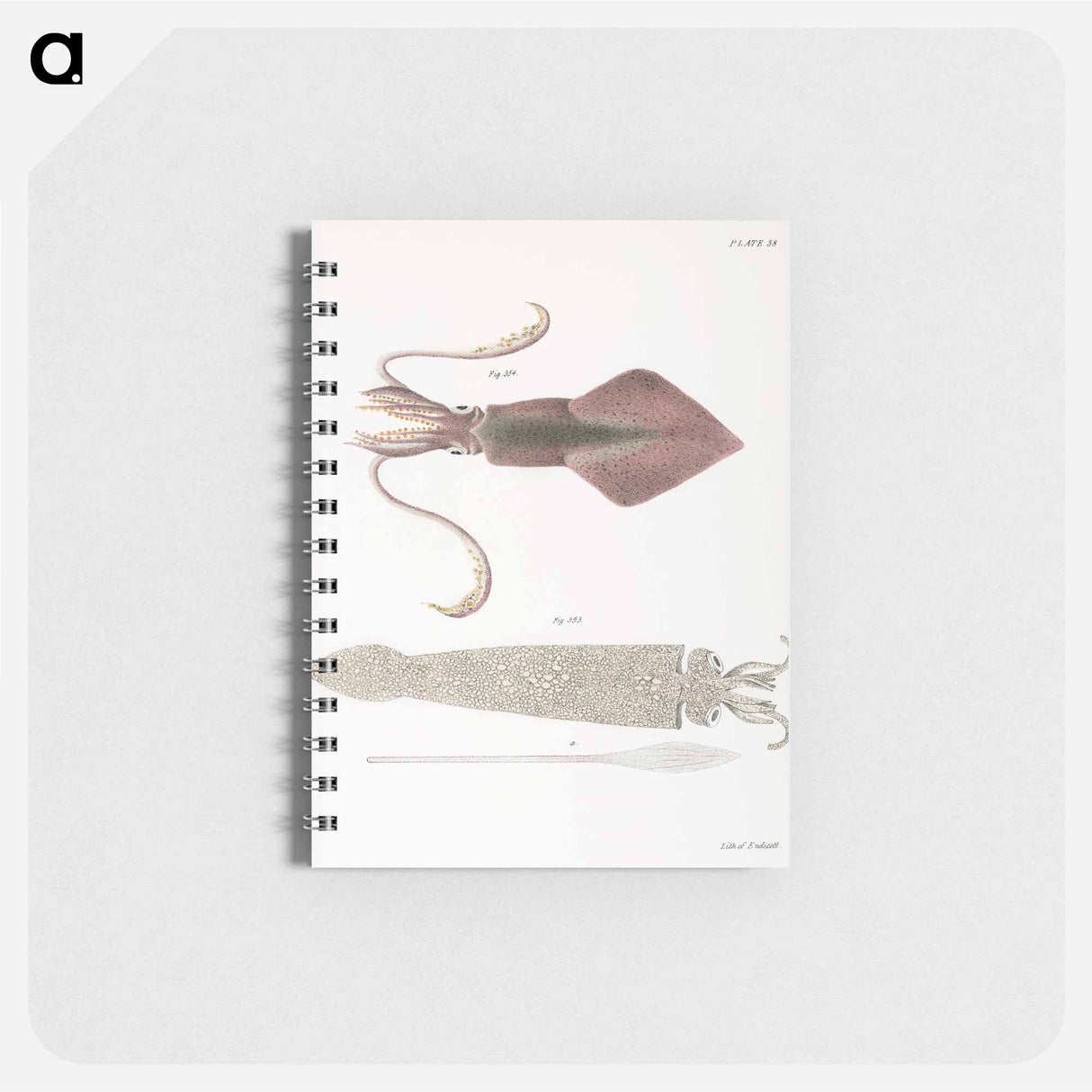 Glass squid (Loligo pavo) Longfin inshore squid (Loligo pealii) illustration from Zoology of New York by James Ellsworth De Kay - ニューヨークの動物学 Memo.