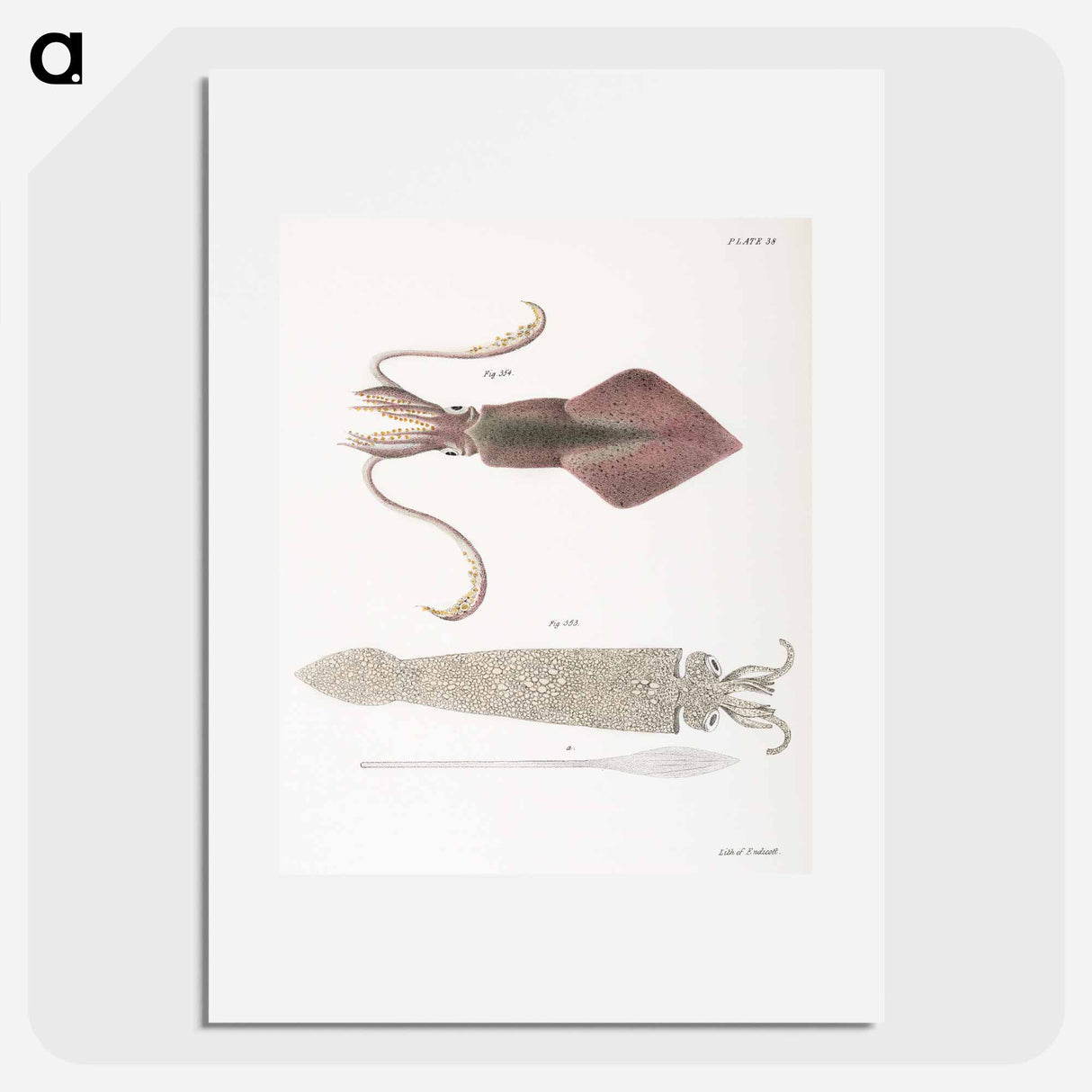 Glass squid (Loligo pavo) Longfin inshore squid (Loligo pealii) illustration from Zoology of New York by James Ellsworth De Kay - ニューヨークの動物学 Poster.