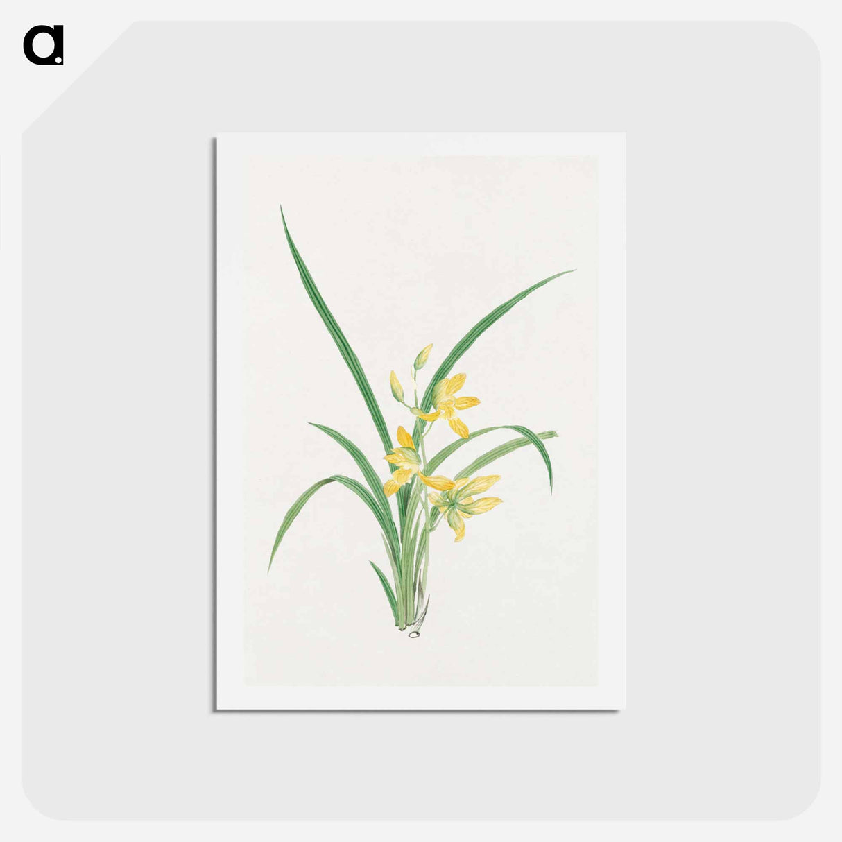 Ran - 19世紀の日本の花 Postcard.