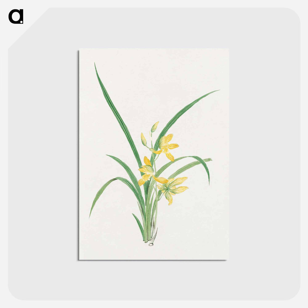 Ran - 19世紀の日本の花 Postcard.