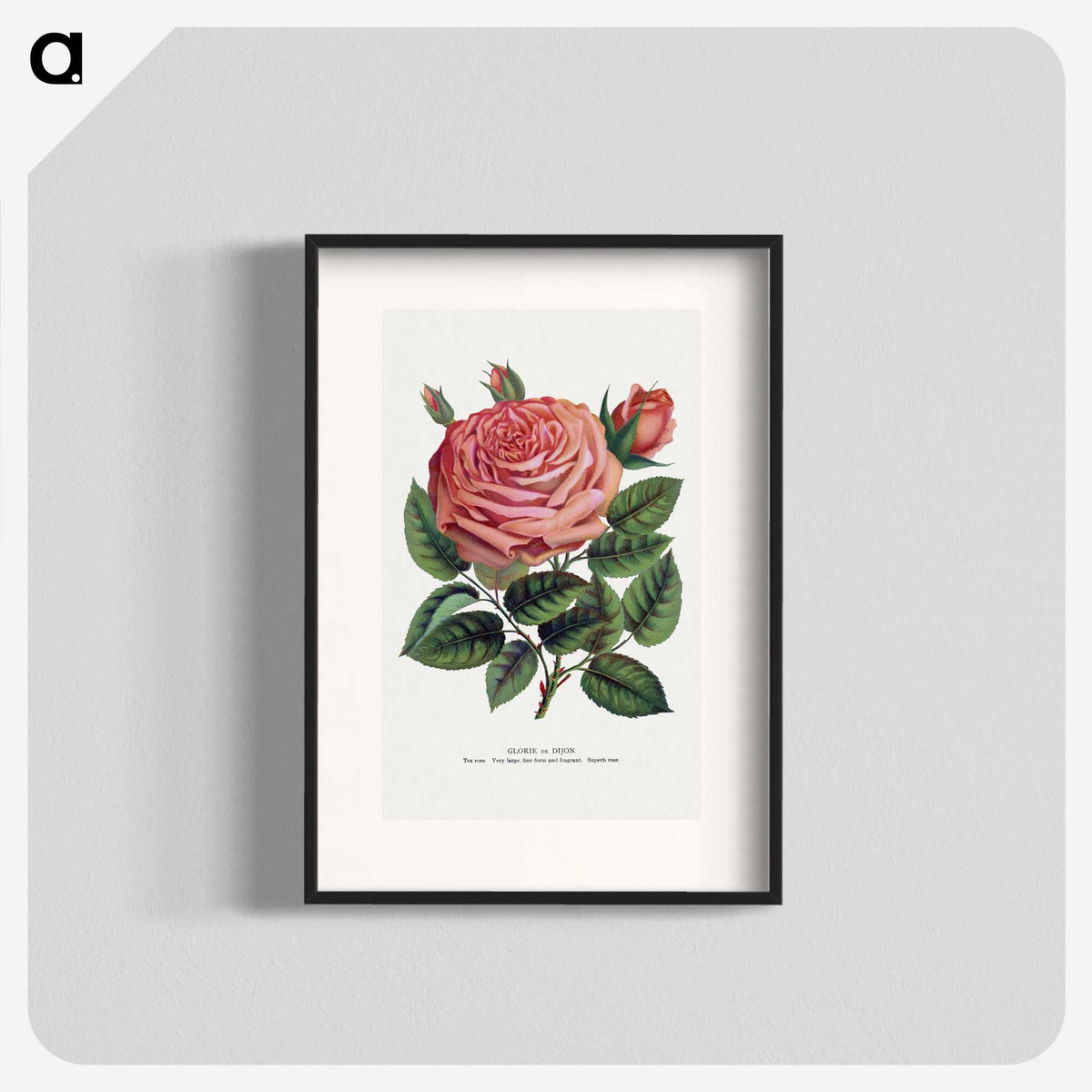 1-16_Botanical-Specimen-Plates_blk