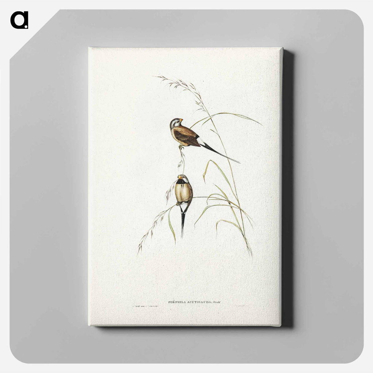アートパネル-Carp Swimming by Water Weeds
- クリーブランド美術館 Canvas.