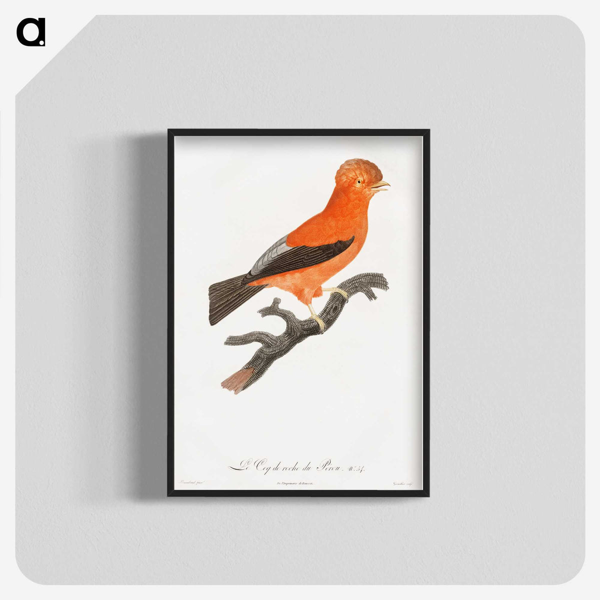 1-16_Des-Oiseaux-de-Paradis_blk-crop