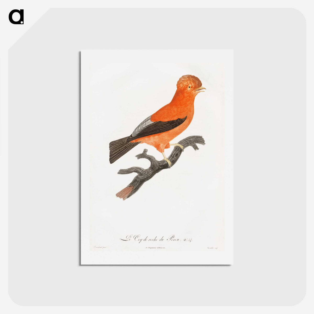 1-16_Des-Oiseaux-de-Paradis_hagaki
