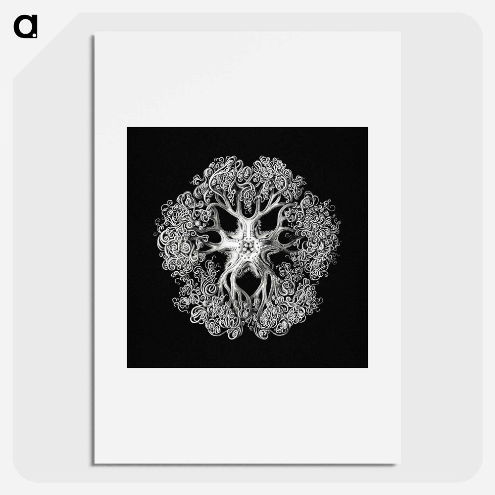 Vintage brittle star illustration - エルンスト ヘッケル Poster.