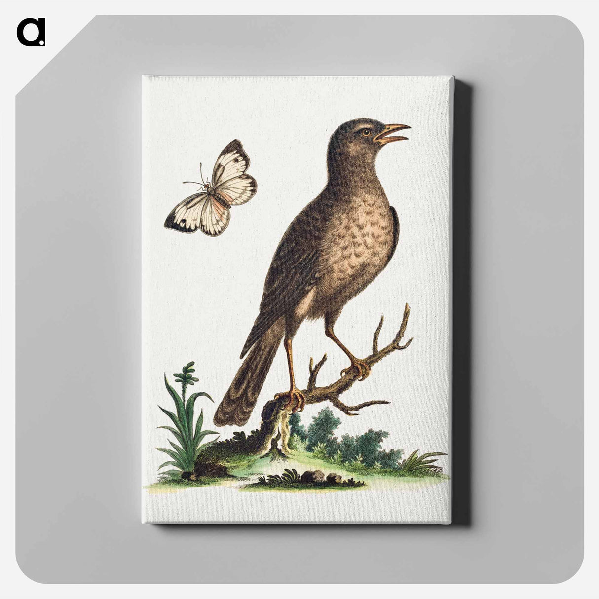 アートパネル-Brown Bird with a Butterfly
- ジョージ エドワーズ Canvas.