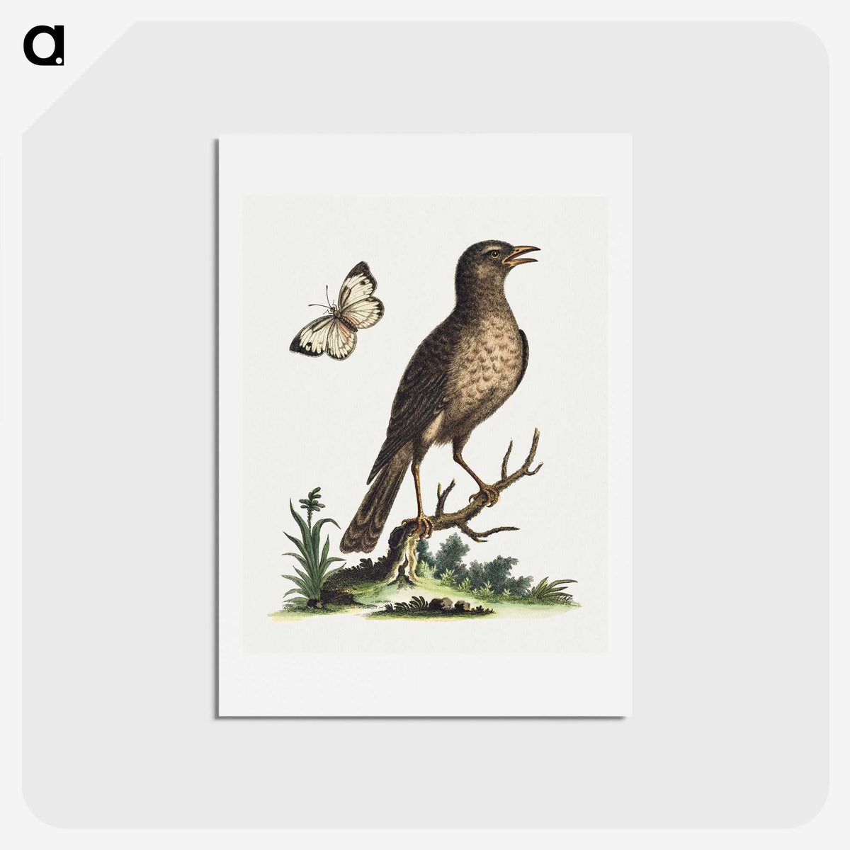1-16_George-Edwards_hagaki
