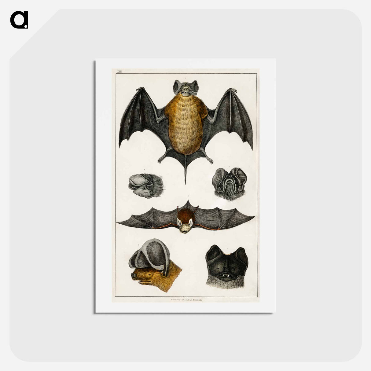 アートポストカード-Bats: From Goldsmith's Animated Nature
- ゴールドスミスの生き生きとした自然 Postcard.