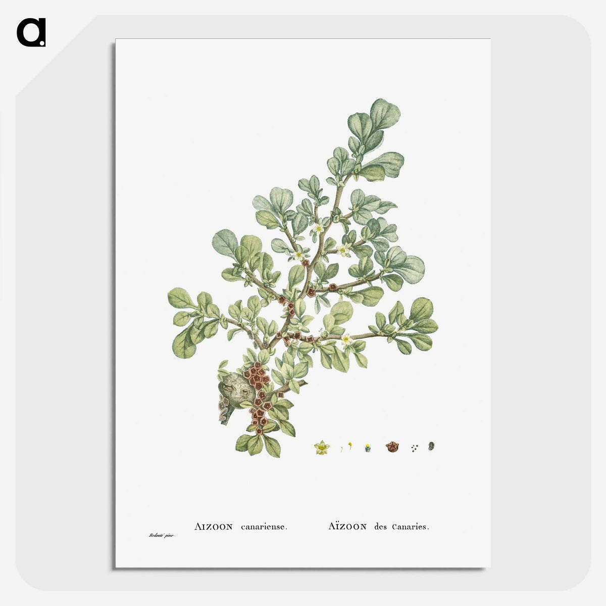 1-16_Histoire-des-Plantes-Grasses_picture-crop