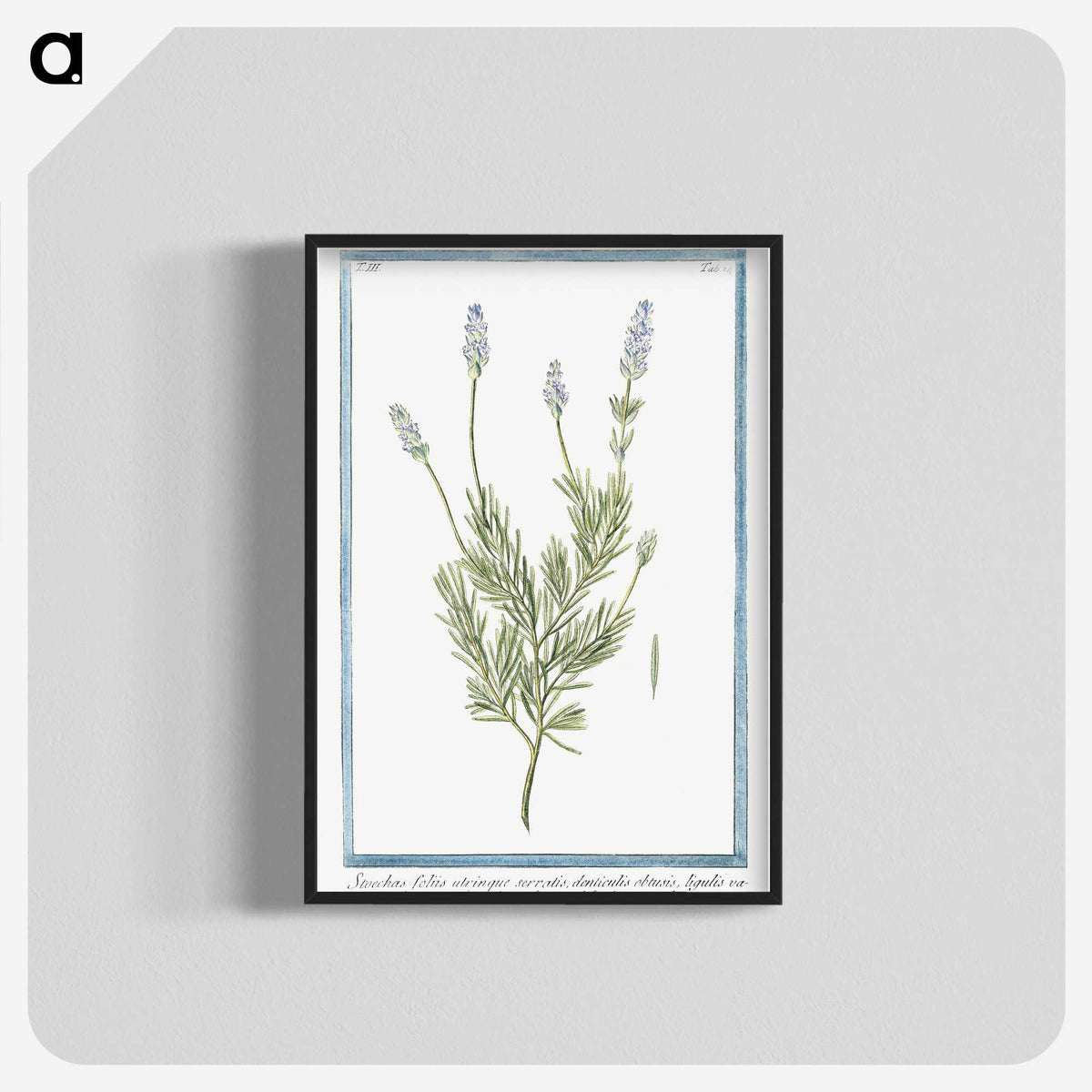 1-16_Hortus-Romanus-Botanical-Plates_blk-crop