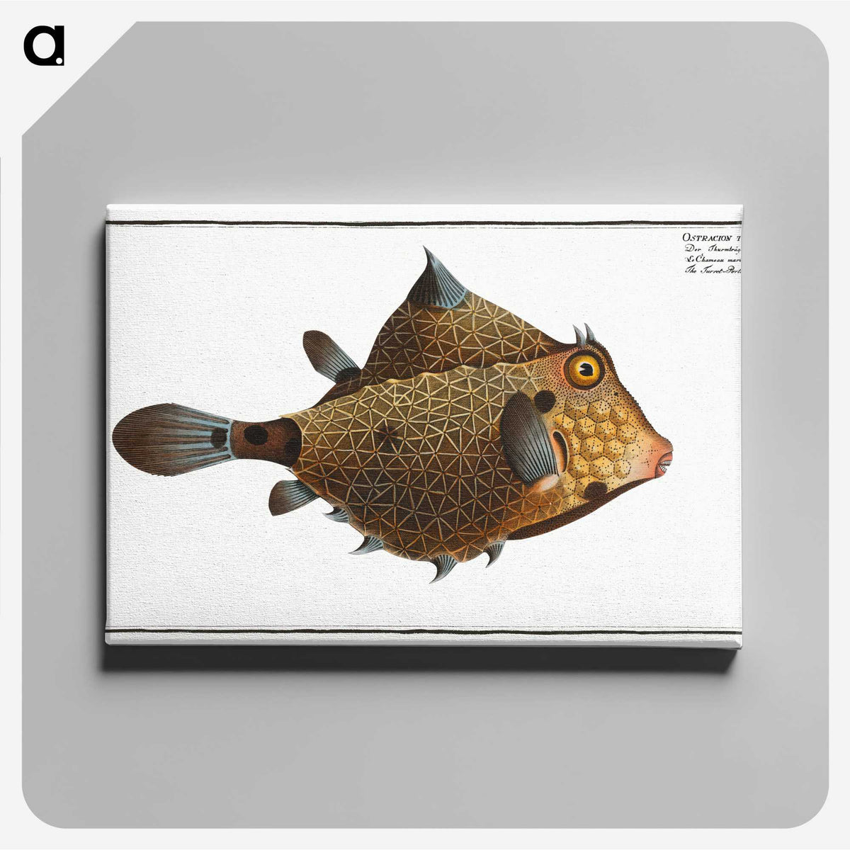 1-16_Ichtyologie-ou-Histoire-naturelle_canvas