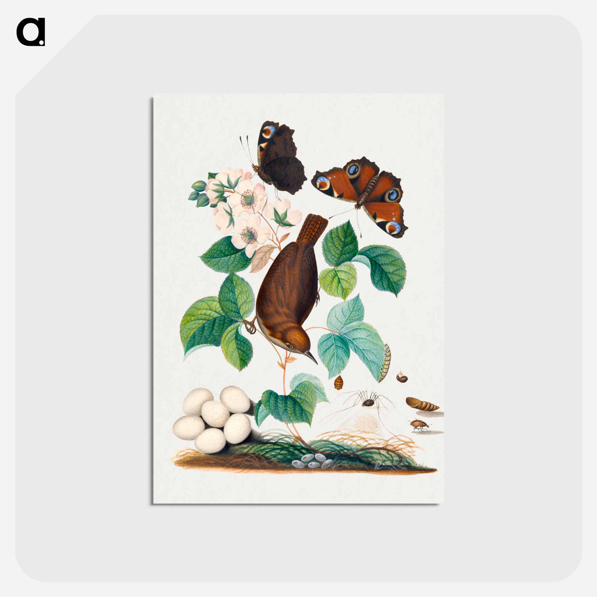 アートポストカード-Anna Blackburne's Natural History
- ジェームズ ボルトン Postcard.