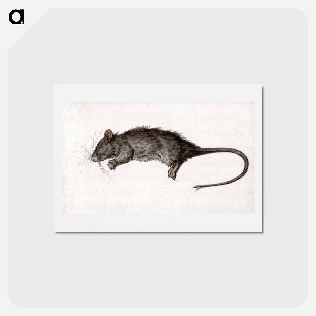 アートポストカード-Dead rat - ジャン ベルナール Postcard.