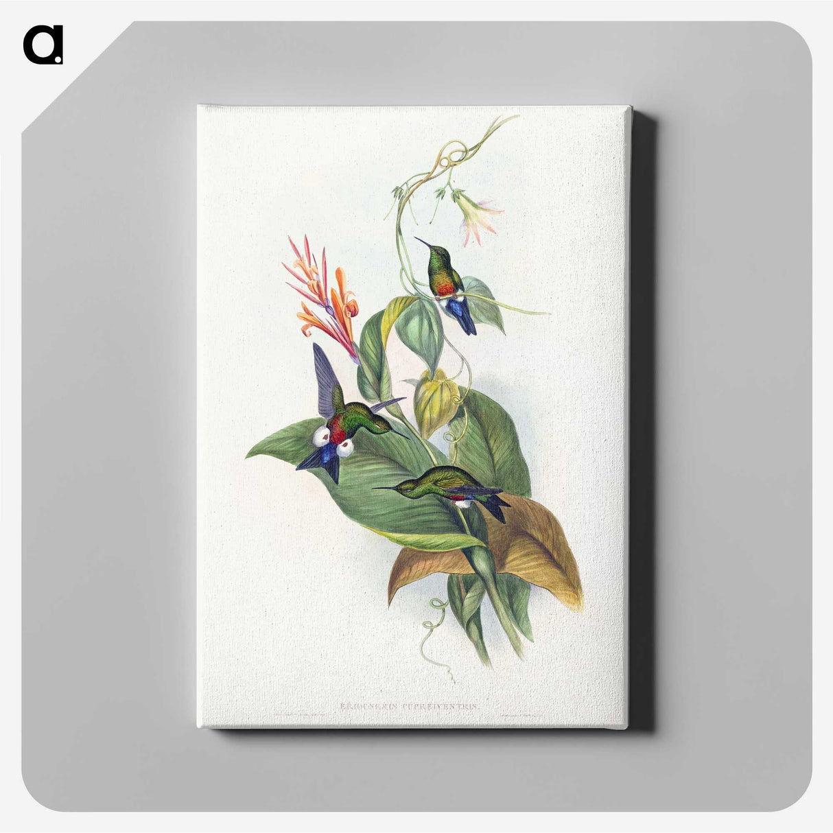 1-16_John-Gould_canvas