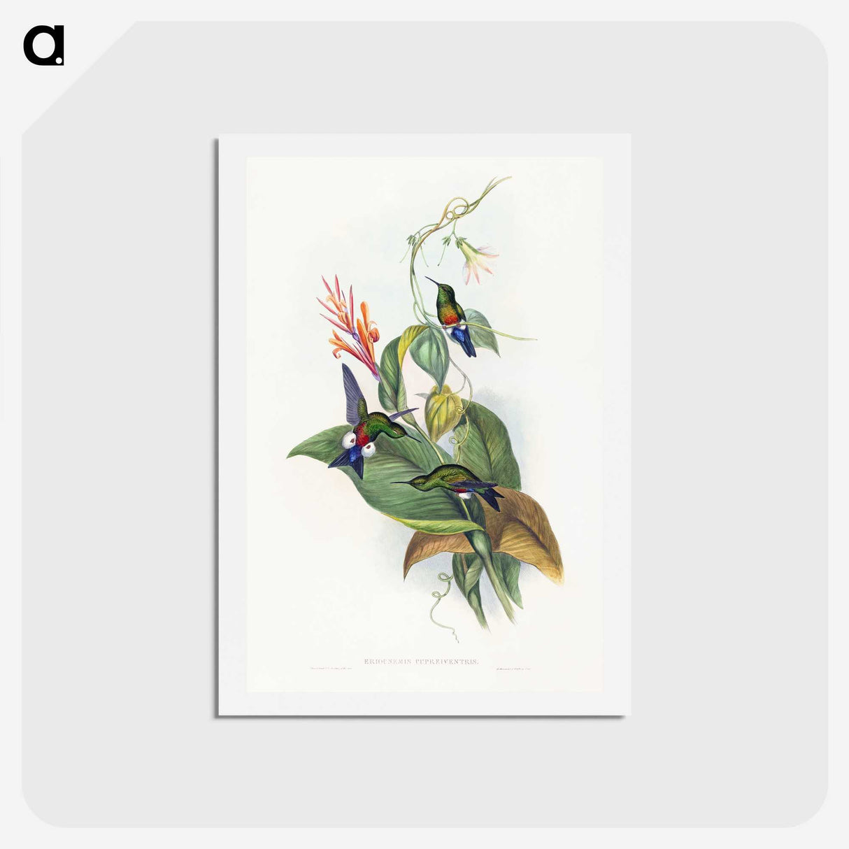 1-16_John-Gould_hagaki