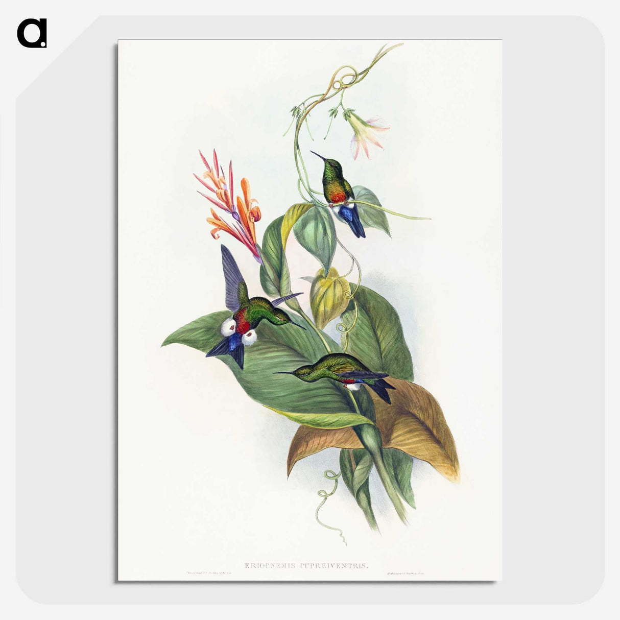 1-16_John-Gould_picture-crop