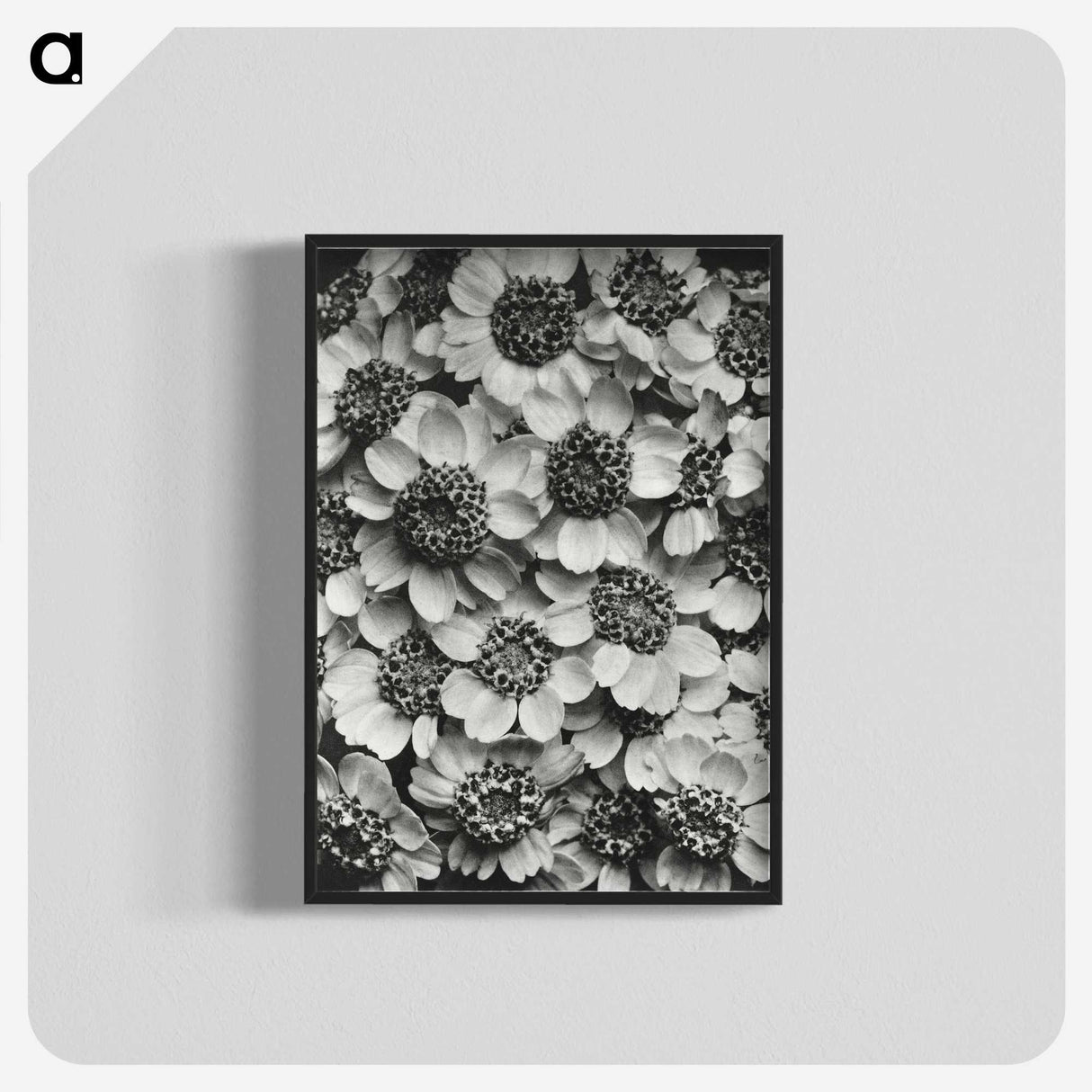 1-16_Karl-Blossfeldt_blk-crop