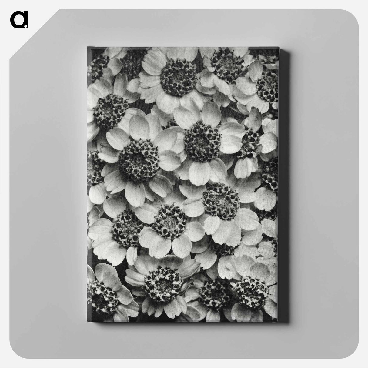 アートパネル-Achillea Clypeolata - カール ブロスフェルト Canvas.