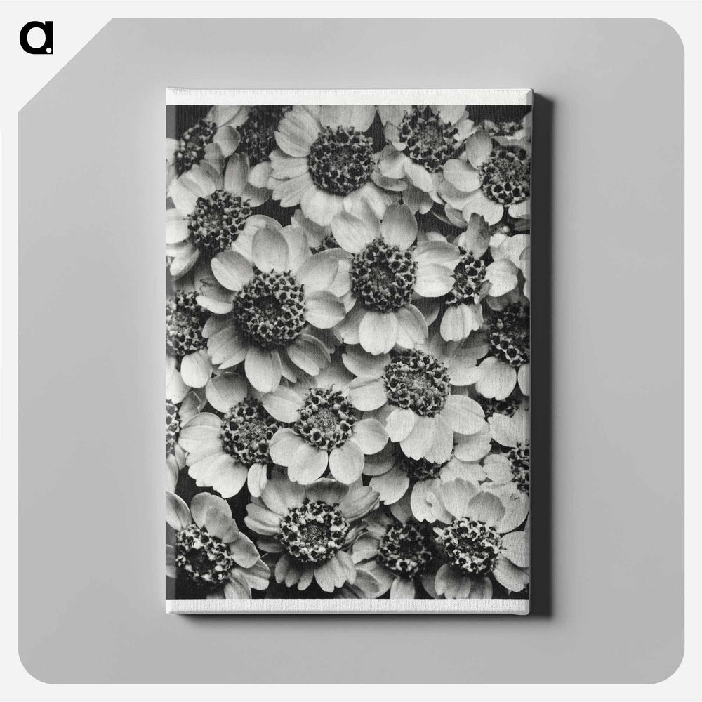 Achillea Clypeolata - カール ブロスフェルト Canvas.