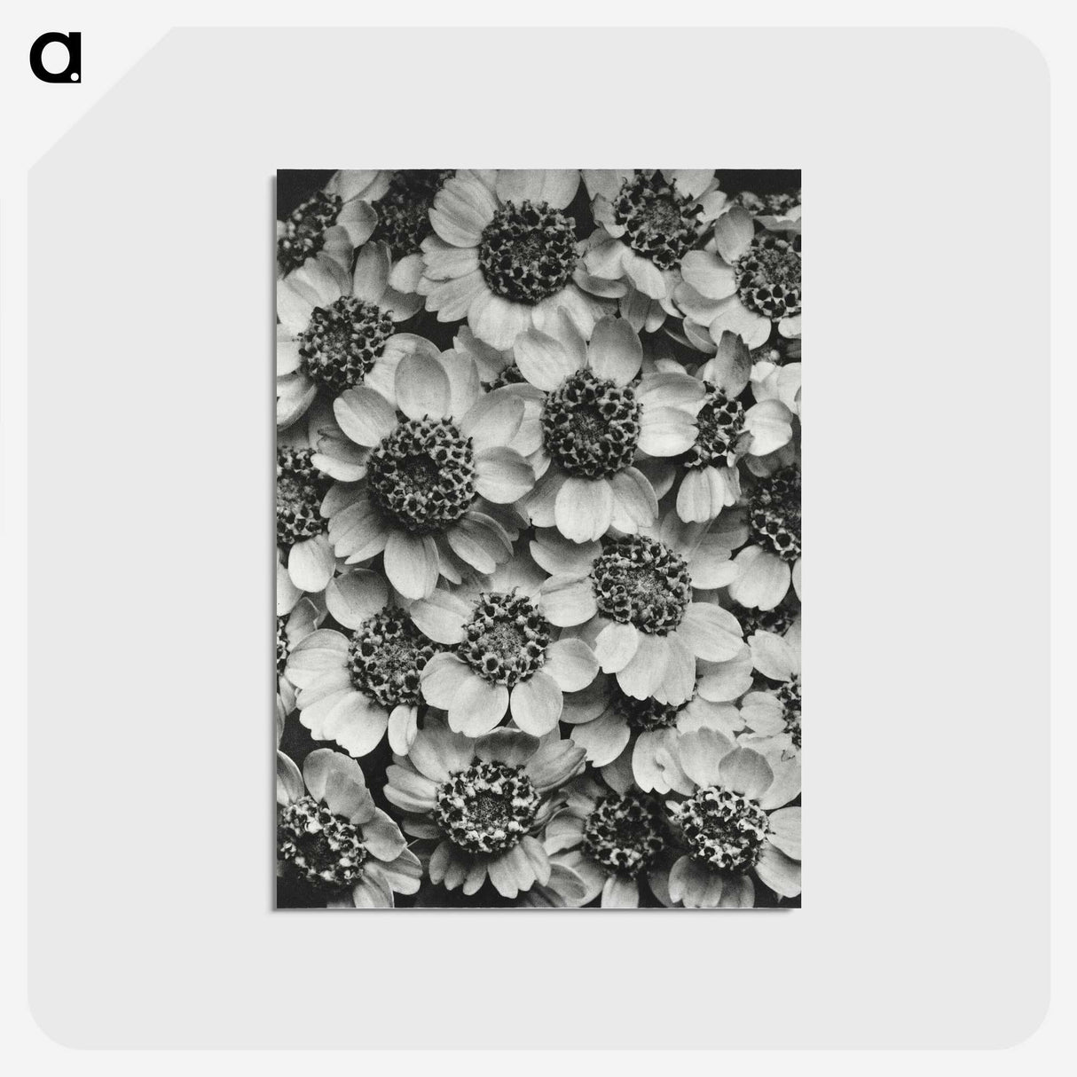 1-16_Karl-Blossfeldt_postcard