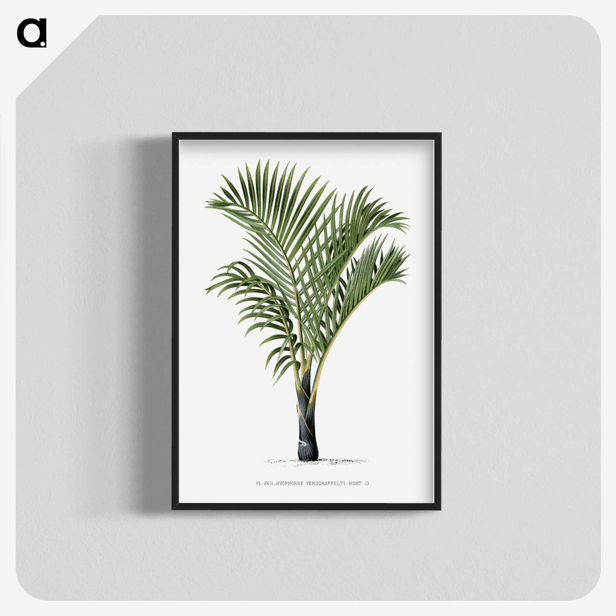1-16_Les-Palmiers-Histoire-Iconographique_blk-crop