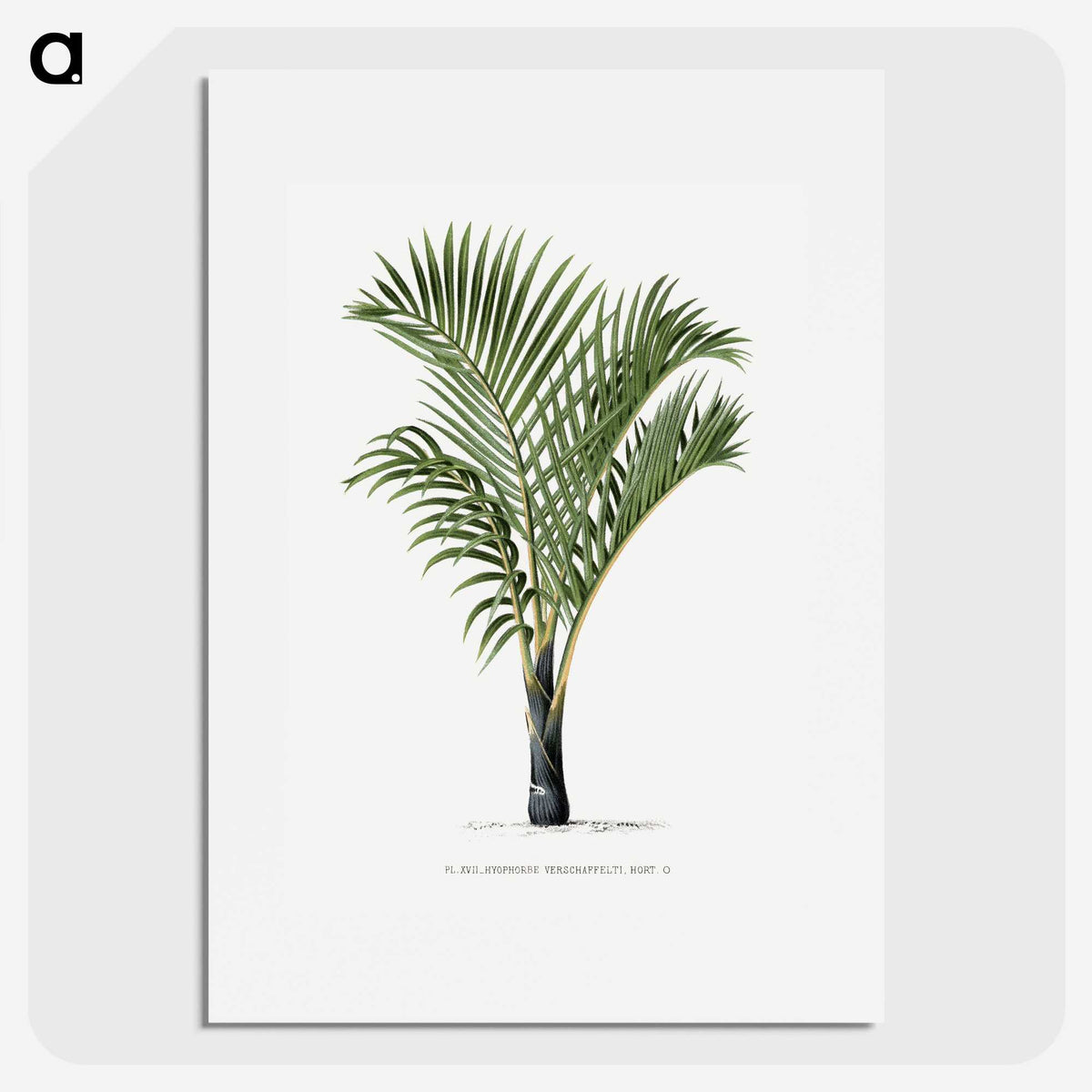 1-16_Les-Palmiers-Histoire-Iconographique_picture