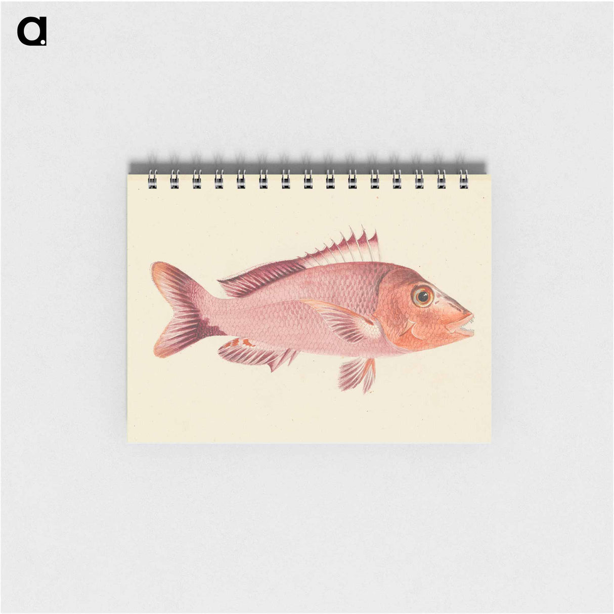 Unidentified Fish
- ルイージ バルガーニ Memo.