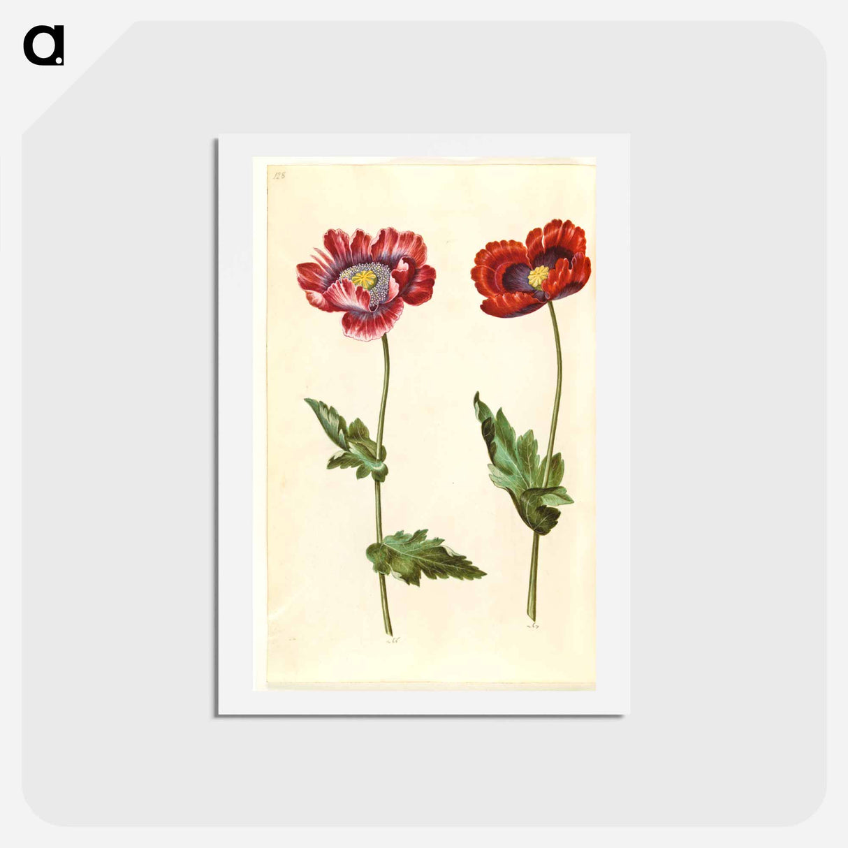 アートポストカード-Papaver somniferum
- マリア ジビーラ メーリアン Postcard.