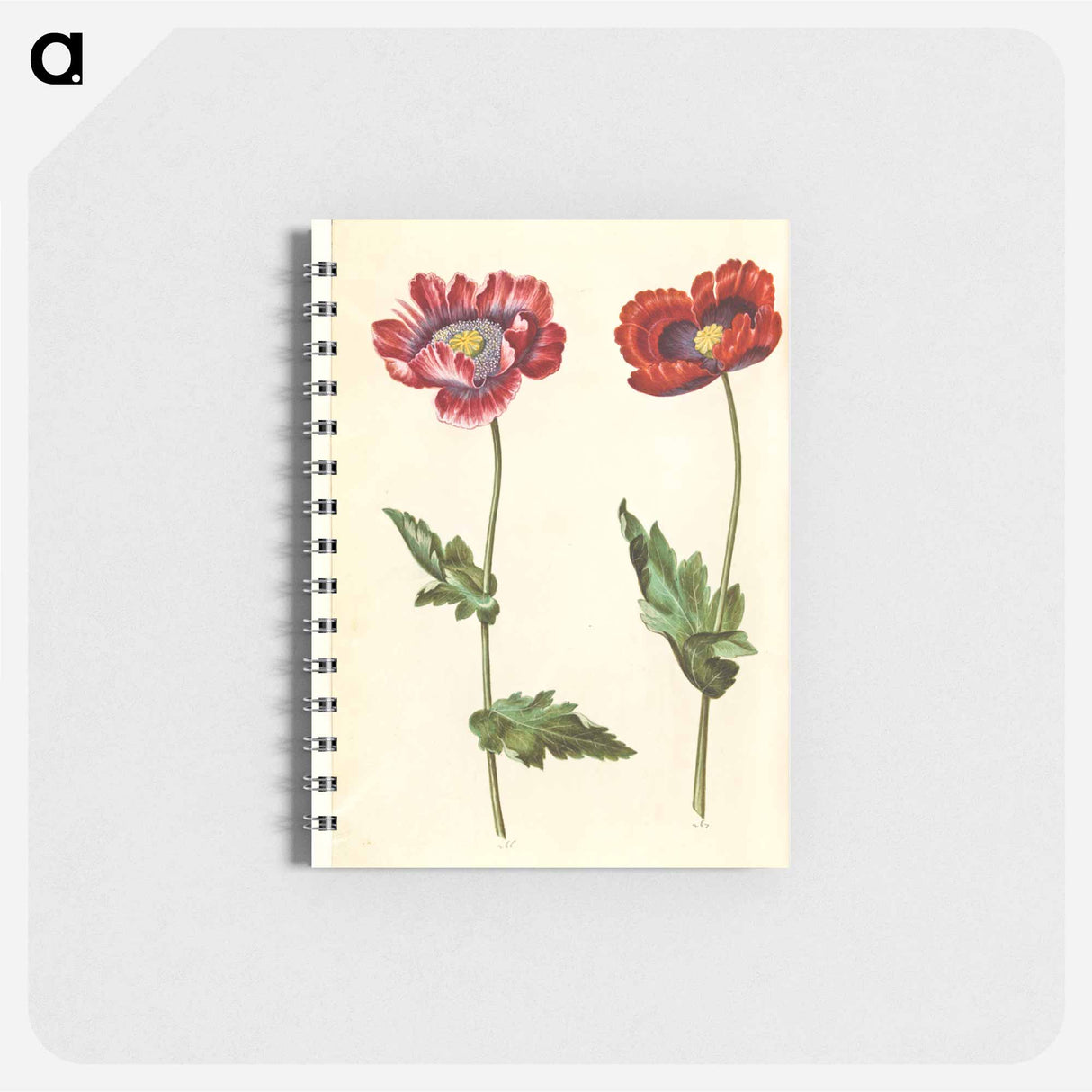 アートメモ帳-Papaver somniferum
- マリア ジビーラ メーリアン Memo.