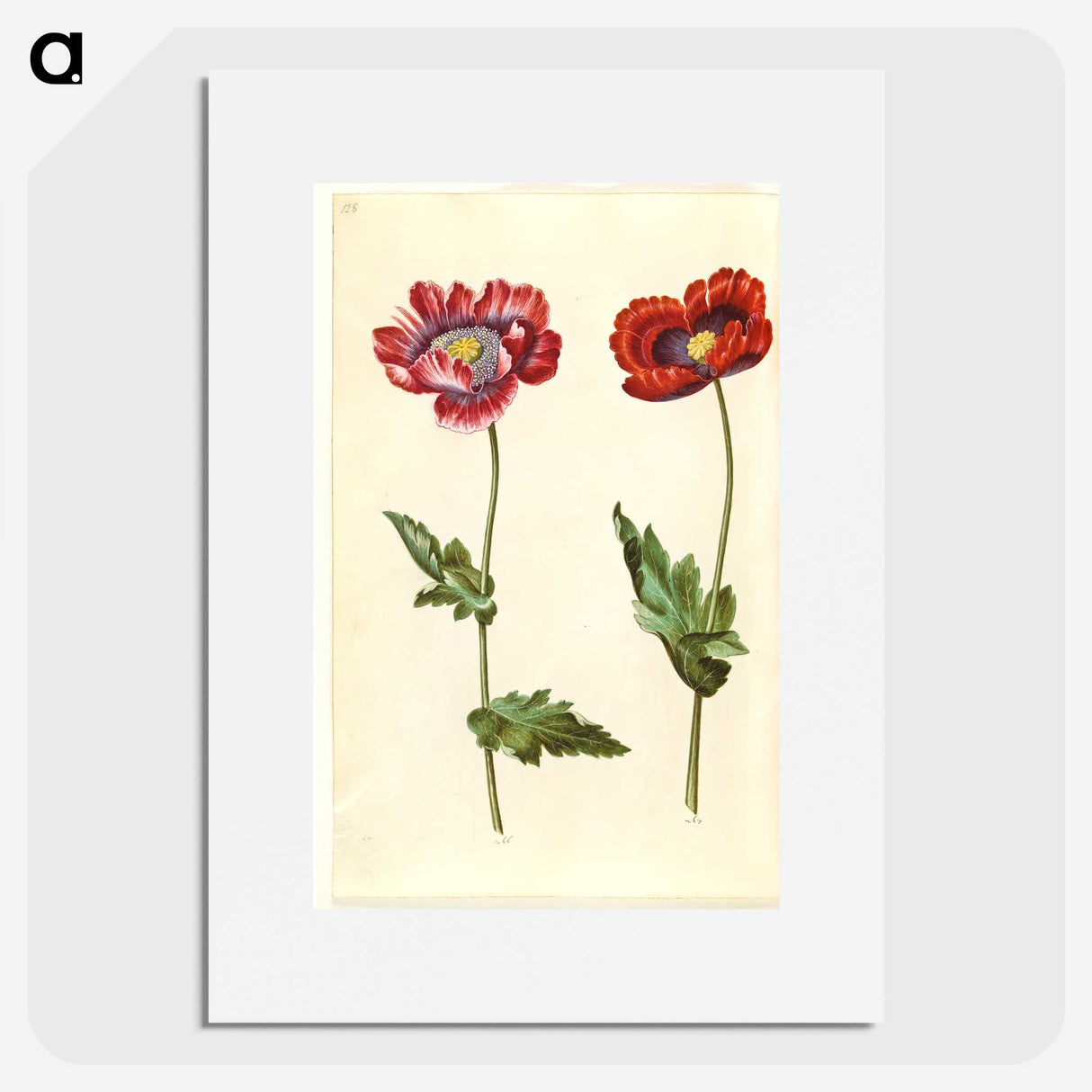 1-16_Maria-Sibylla-Merian_picture