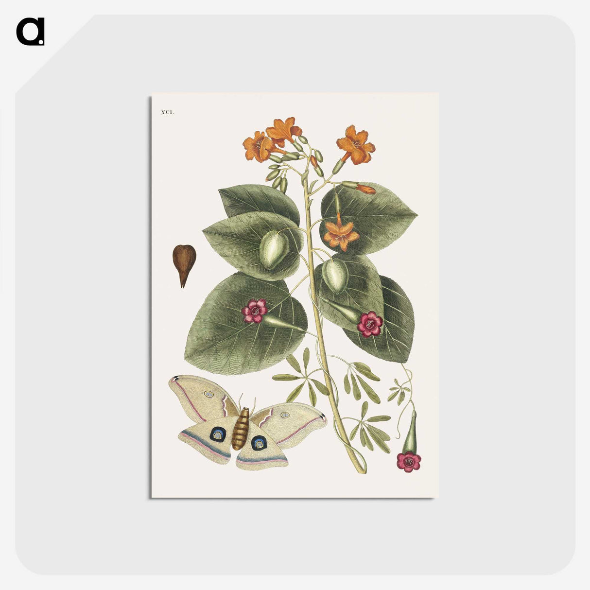 1-16_Mark-Catesby_postcard