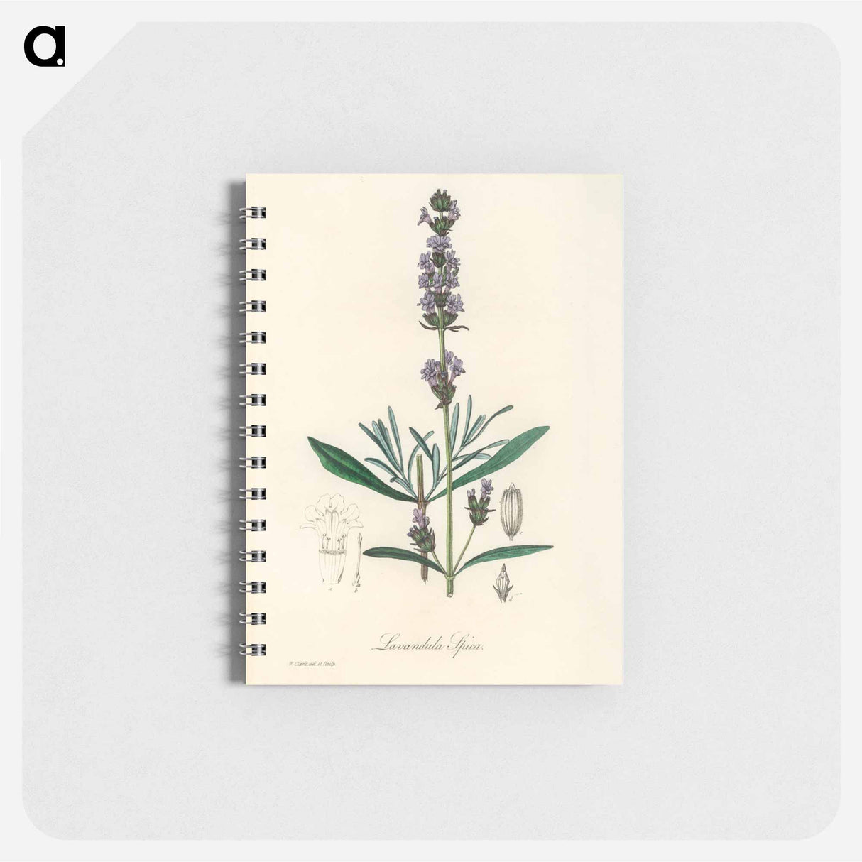 アートメモ帳-Lavandula Spica
- 薬用植物学 Memo.