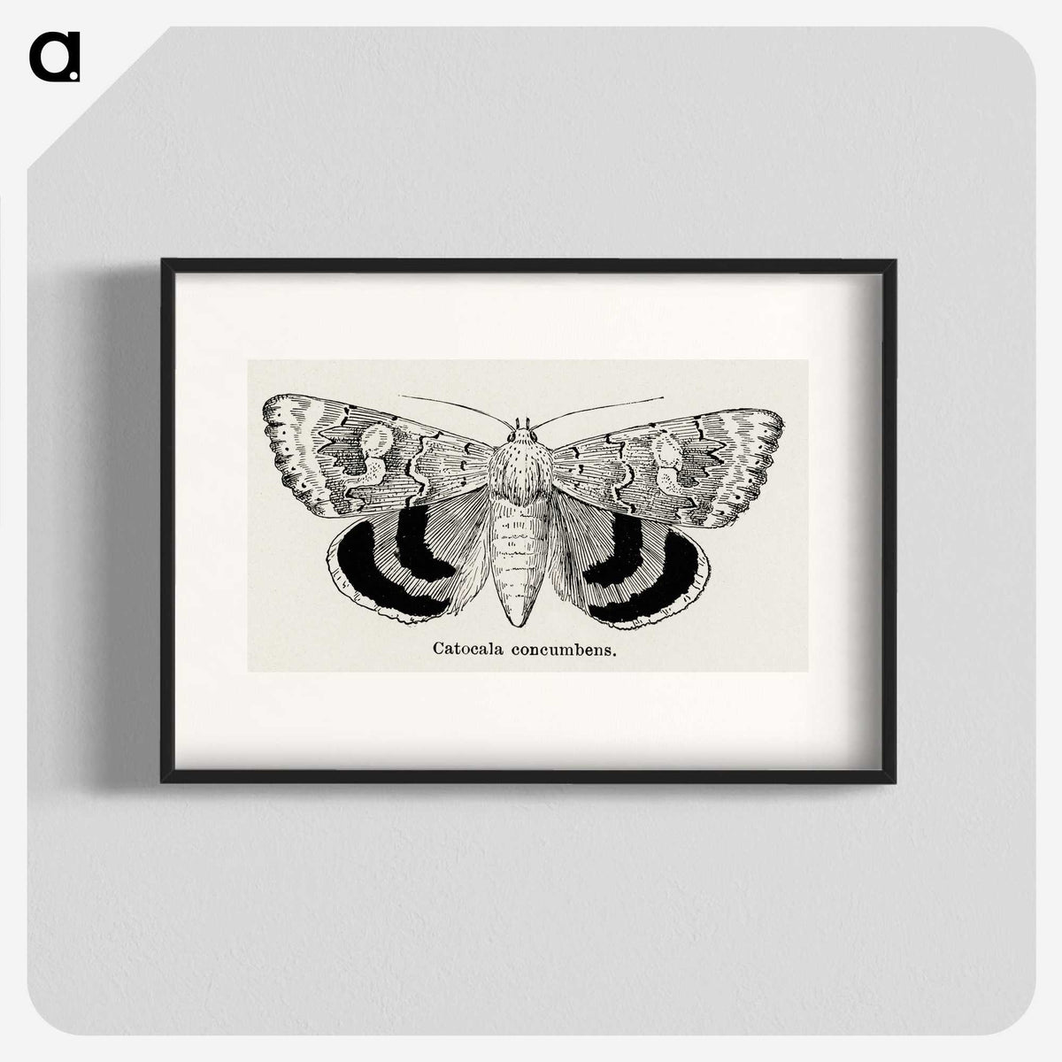 1-16_Moths-and-Butterflies-of-the-United-States_blk
