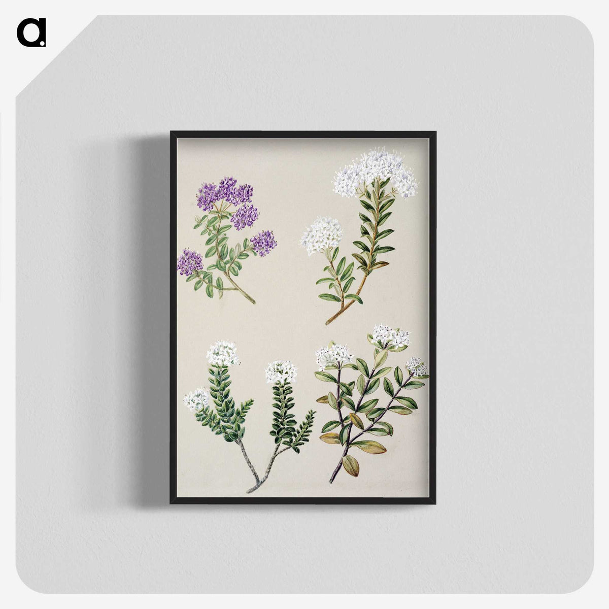 1-16_Native-Flowering-Plants-of-New-Zealand_blk-crop