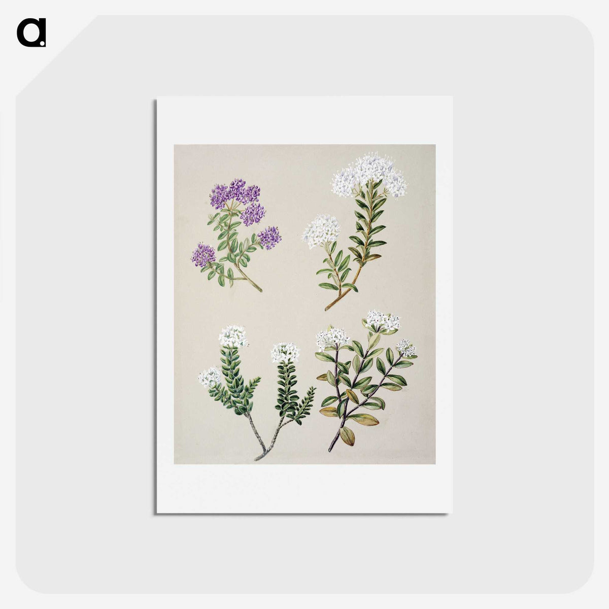 1-16_Native-Flowering-Plants-of-New-Zealand_hagaki