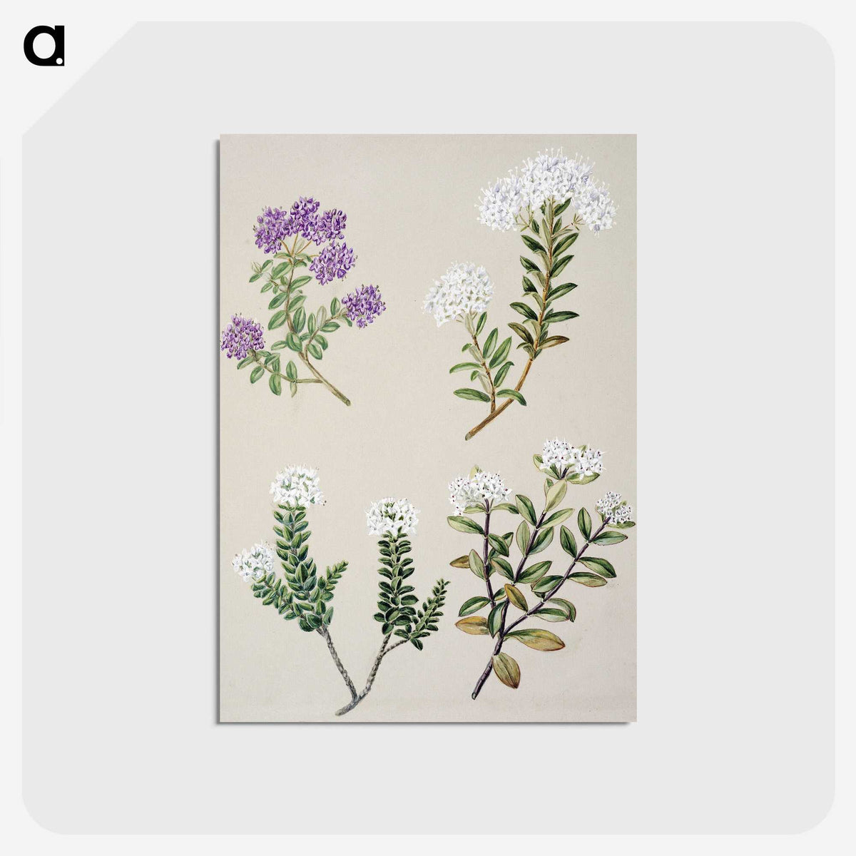 1-16_Native-Flowering-Plants-of-New-Zealand_postcard
