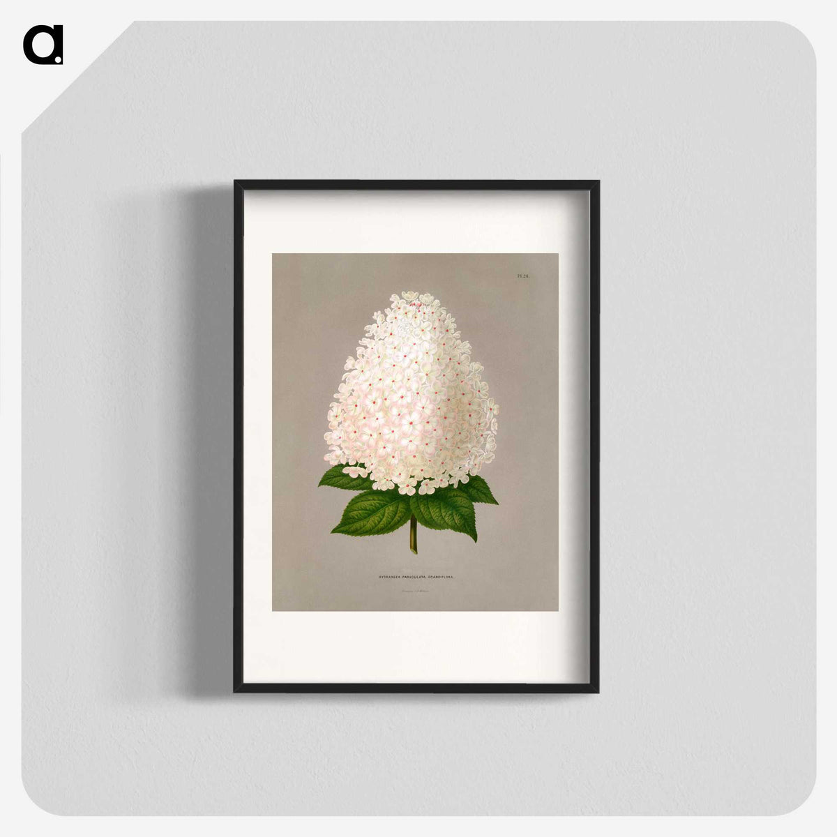 1-16_Nederlandsche-Flora-en-Pomona_blk