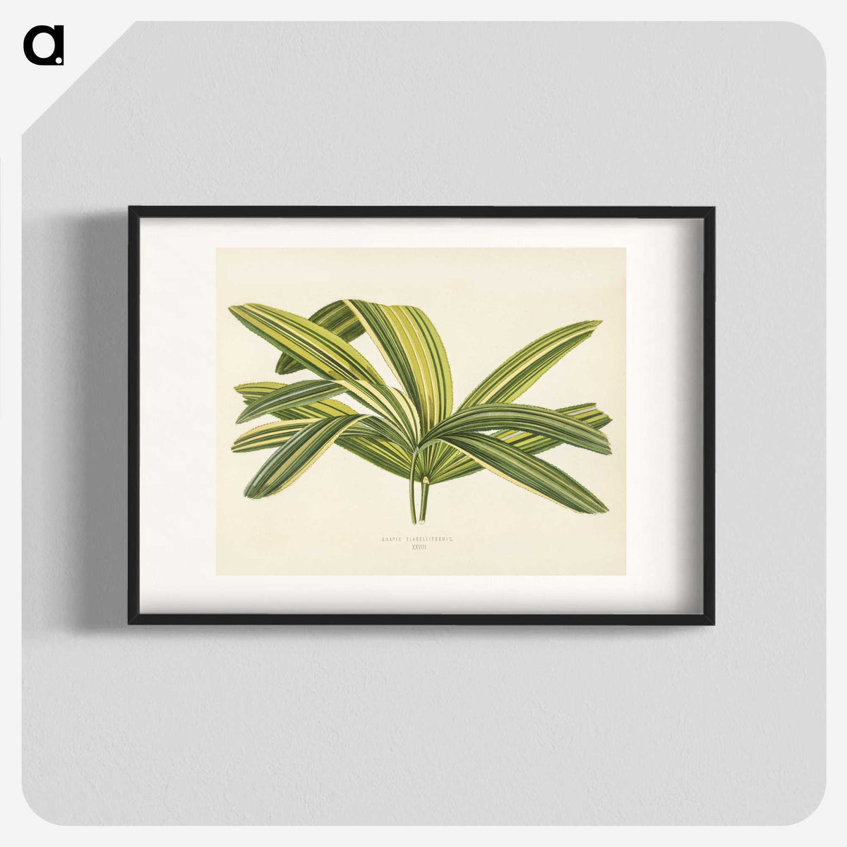 1-16_New-and-Rare-Beautiful-Leaved-Plants_blk