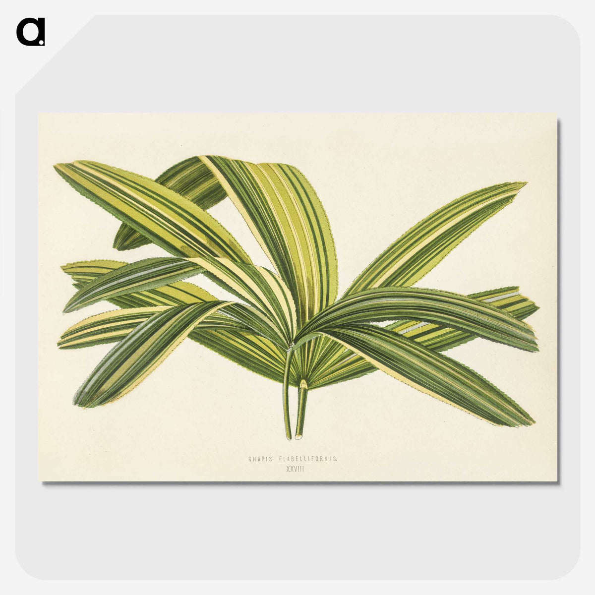 1-16_New-and-Rare-Beautiful-Leaved-Plants_picture-crop