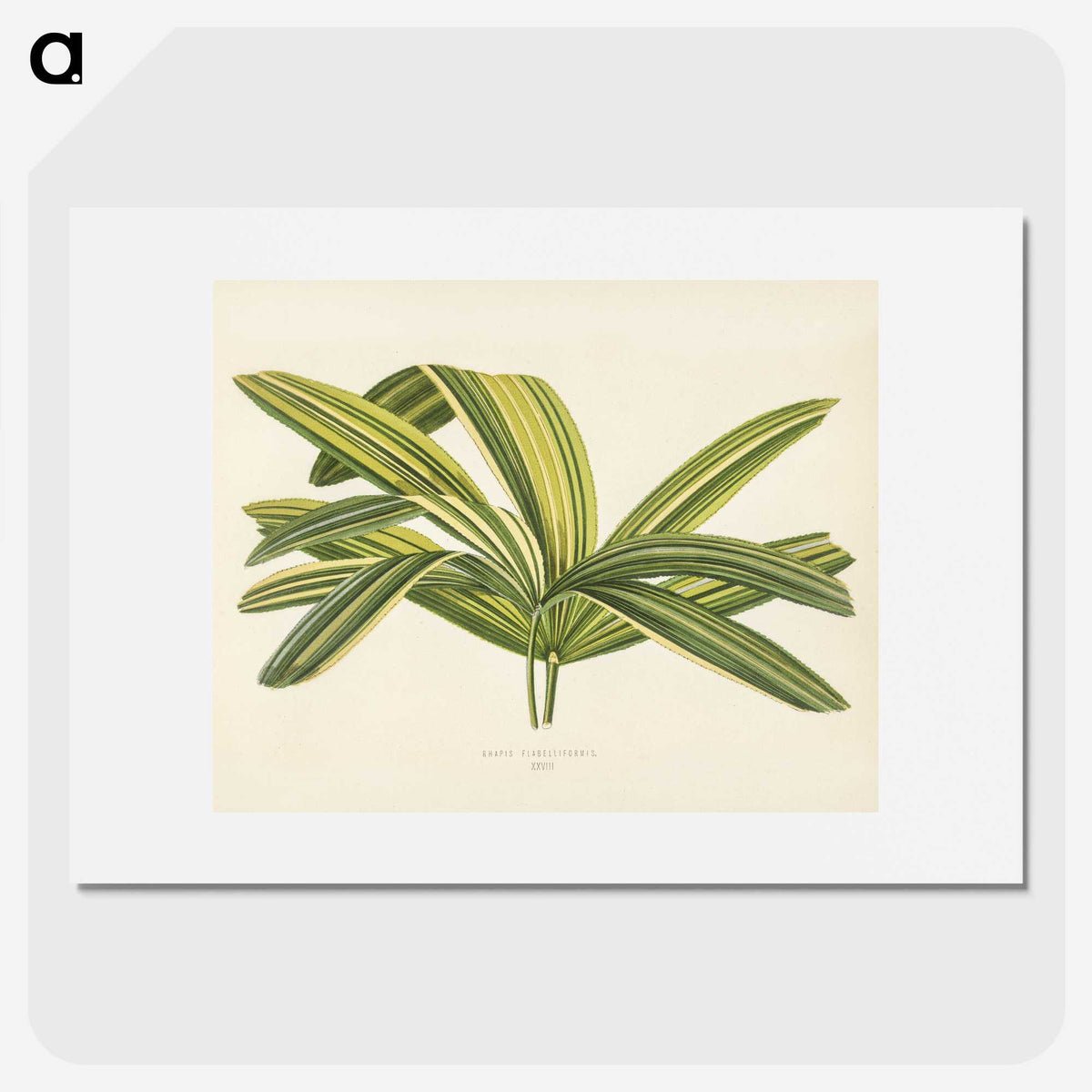 1-16_New-and-Rare-Beautiful-Leaved-Plants_picture