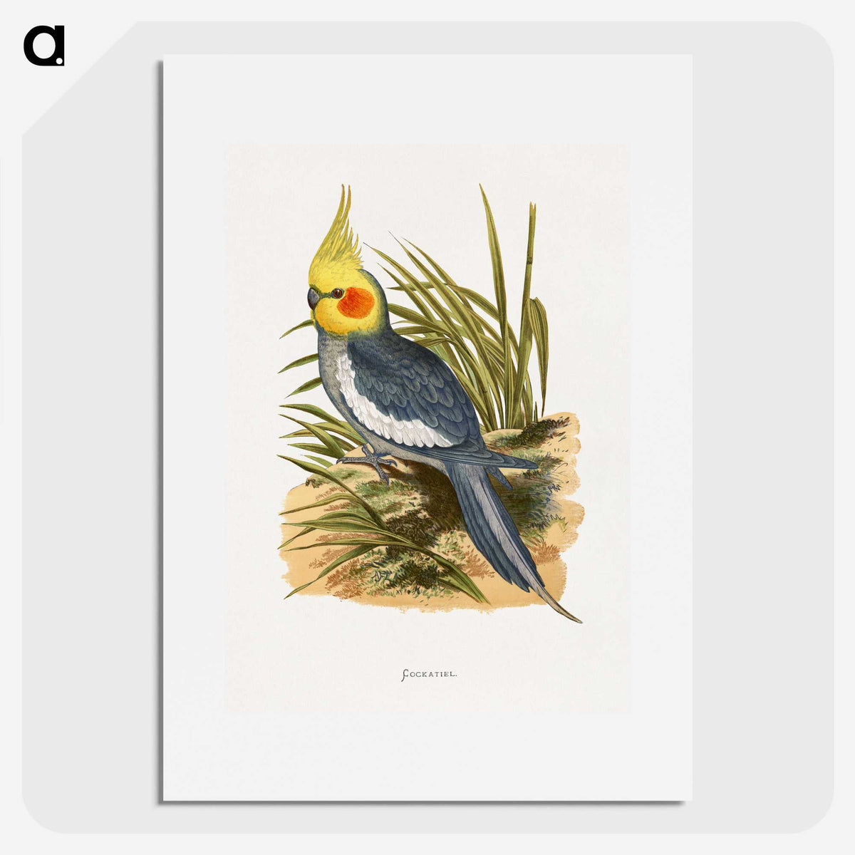 1-16_Parrots-in-Captivity_picture