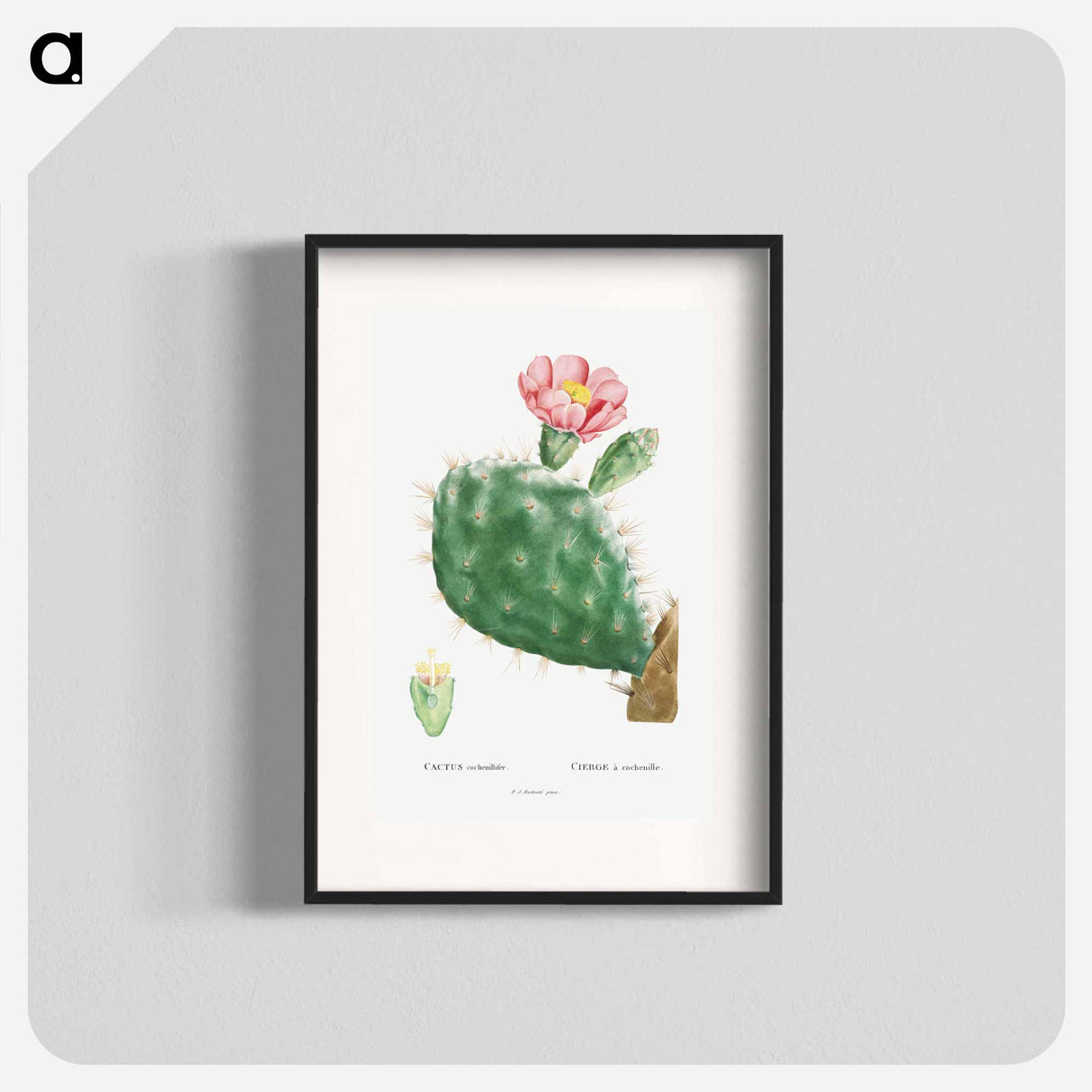 Cactus Cochenillifer - Pierre Joseph Redouté Poster.
