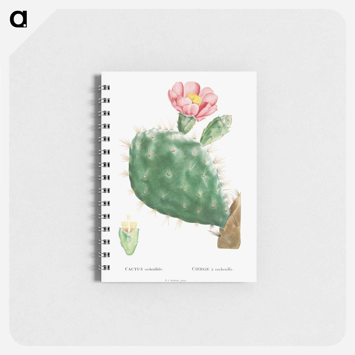 アートメモ帳-Cactus Cochenillifer - ピエール ジョゼフ ルドゥーテ Memo.