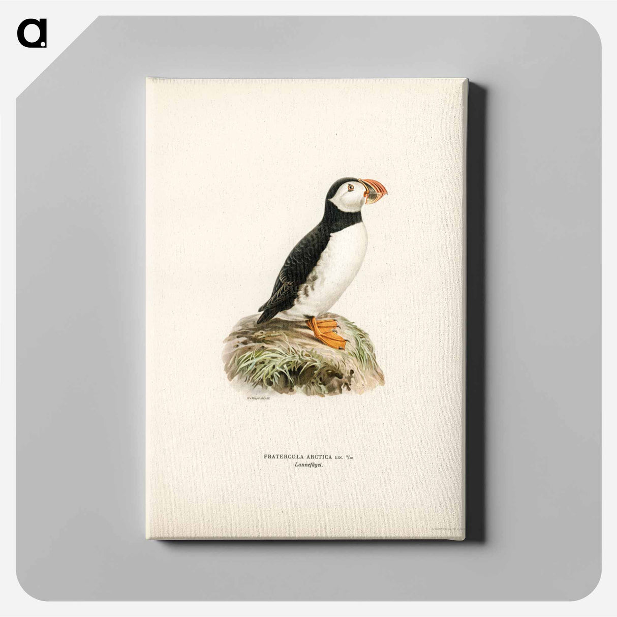 アートパネル-Atlantic Puffin
- スヴェンスカ フォグラル Canvas.