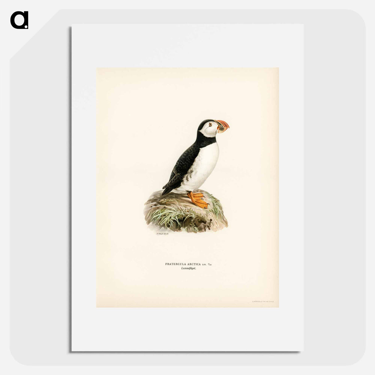 アートポスター-Atlantic Puffin
- スヴェンスカ フォグラル Poster.